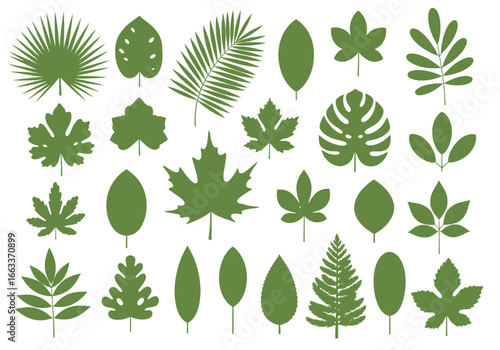 A Diverse Collection of Green Leaf Shapes and Patterns Illustrating Nature's Botanical Beauty