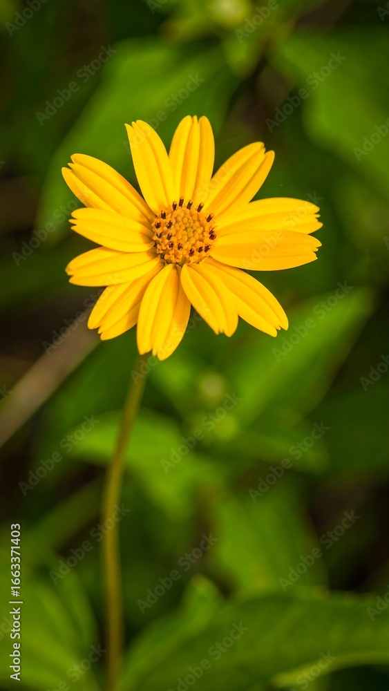 Fototapeta premium Bright yellow flower in green foliage