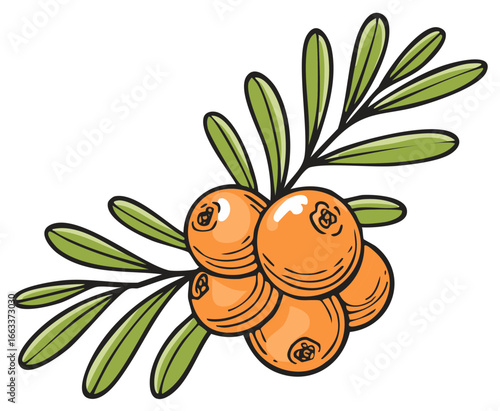 Illustration of sea buckthorn berries and green leaves, isolated on white