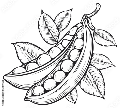 Artistic Line Drawing of Fresh Pea Pods with Leaves and Seeds