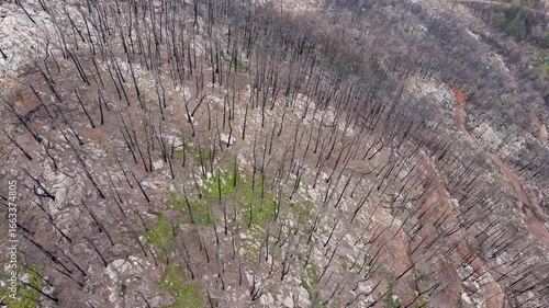 Environmental Impact of Wildfires – Burned Forest from Above