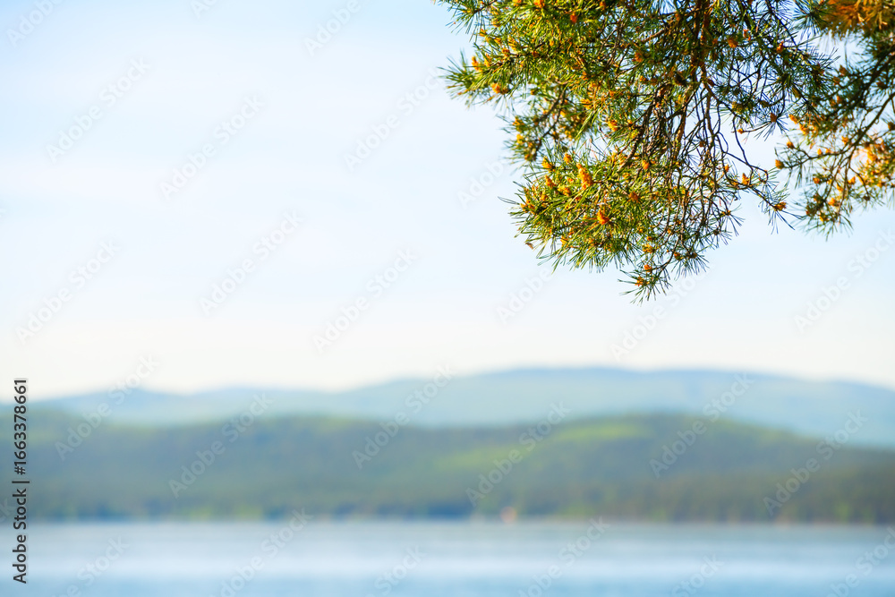 Obraz premium Pine tree on the shore of the mountain lake. Selective focus. Blurred lake in the background.