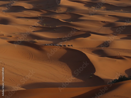 Caravan of Camels Walking in the Sahara Desert of Merzouga, Morocco