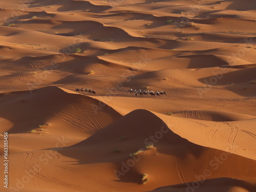 Caravan of Camels Walking in the Sahara Desert of Merzouga, Morocco