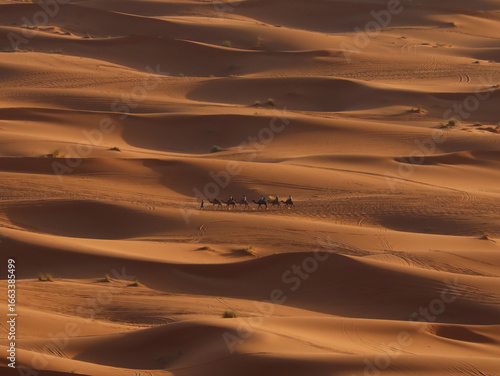 Caravan of Camels Walking in the Sahara Desert of Merzouga, Morocco