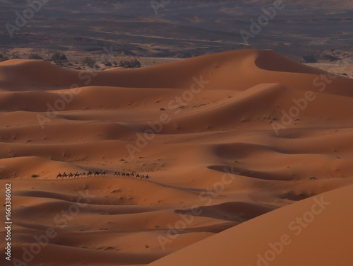 Caravan of Camels Walking in the Sahara Desert of Merzouga, Morocco