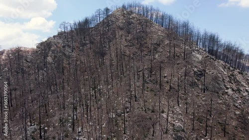Environmental Impact of Wildfires – Burned Forest from Above