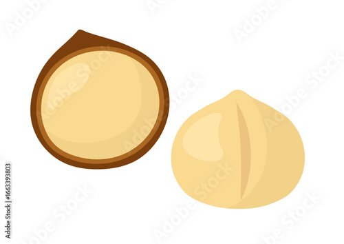 Macadamia nuts set. Healthy snack clipart isolated on white background. Doodle peeled and unpeeled macadamia nuts in cartoon style. Vector illustration