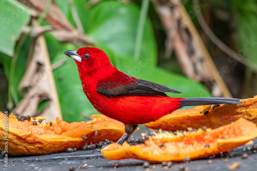 Brazilian Tanager or Tiê-Sangue bird of the Atlantic Forest - Male - South East Brazil - South America (Ramphocelus bresilia) - Eating Papaya