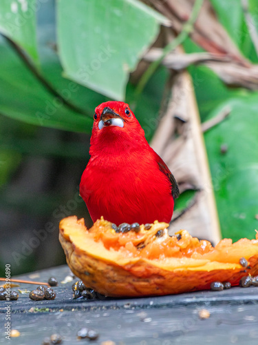Brazilian Tanager or Tiê-Sangue bird of the Atlantic Forest - Male - South East Brazil - South America (Ramphocelus bresilia) - Eating Papaya