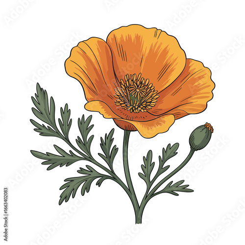 Vibrant orange poppy flower with bud and leafy stem