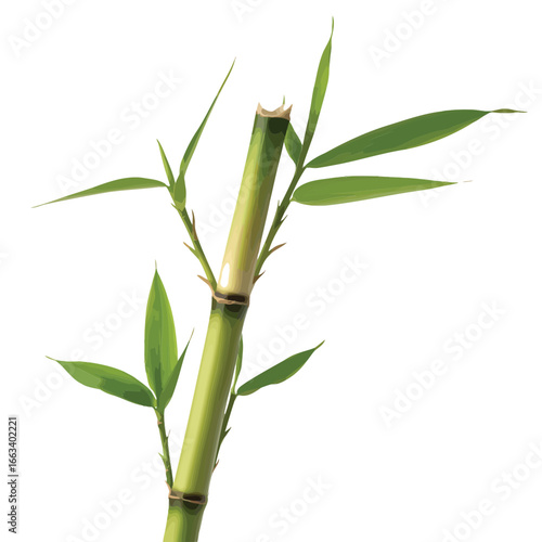 Close up of a vibrant green bamboo stalk with delicate leaves against a white background