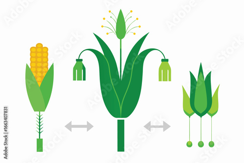 Discover the intricate beauty of corn plant biology with this vibrant, simplified infographic of its reproductive structures