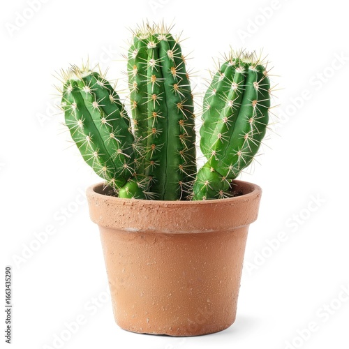 Three-stemmed cactus in terracotta pot