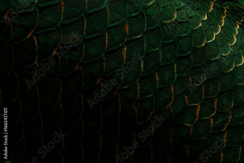 Scales of an Arapaima gigas fish underwater, native to the Amazon River.