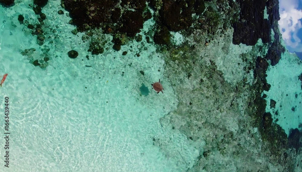 Obraz premium A clear, shallow underwater scene reveals a sea turtle and fish amongst vibrant turquoise water and dark, rocky formations.