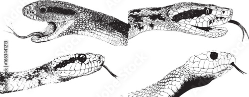 A simple black and white line drawing of the head, neck, and body from above of an old-world snake with its tongue out, showing two fangs.eps