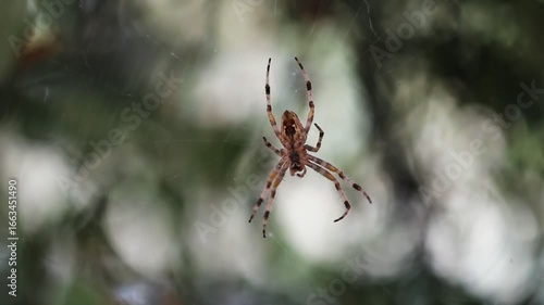 Macro video shifts from defocus to focus, revealing a spider patiently waiting in its web. Natural outdoor scene with soft bokeh background creates a cinematic and atmospheric look.