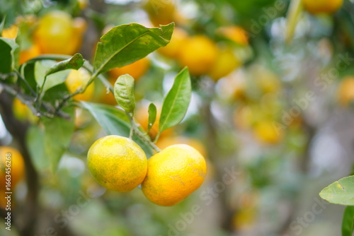 Wallpaper Mural Pair of Fresh Oranges Growing on Tree Branch with Green Leaves, Close-Up Citrus Fruit Photography for Natural Harvest Concept Torontodigital.ca