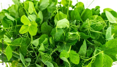 Close-up view of fresh, vibrant pea shoots with delicate tendrils, showcasing lush green foliage against a plain white backdrop.