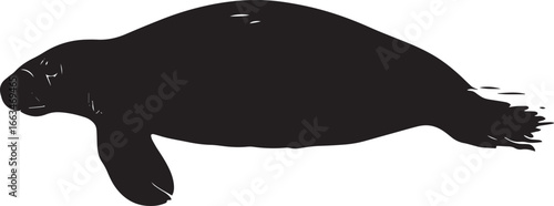 Manatee Resting Body floating still with flippers extended, slowly drifting along the surface. full length silhouette black vector illustration