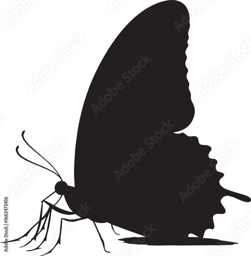 Butterfly Crawling Body moving along a surface with legs extended, wings folded tightly against the body. full length silhouette black vector illustration