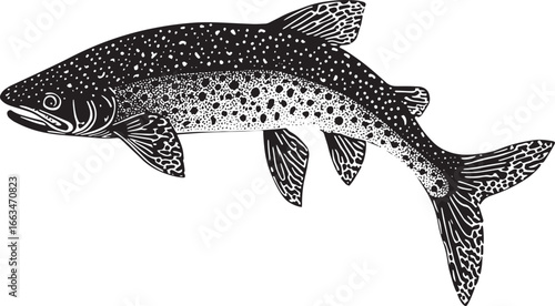 Trout Swimming Body streamlined with fins spread and tail flicking gently through the water. full length silhouette black vector illustration