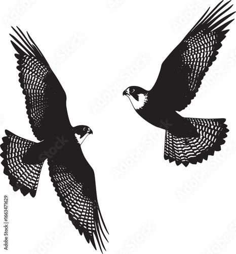 Falcon Flapping Quick wing beats while hovering or gaining altitude. full length silhouette black vector illustration