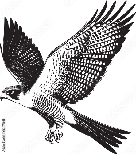 Falcon Hunting Wings slightly spread body angled downward talons extended. full length silhouette black vector illustration