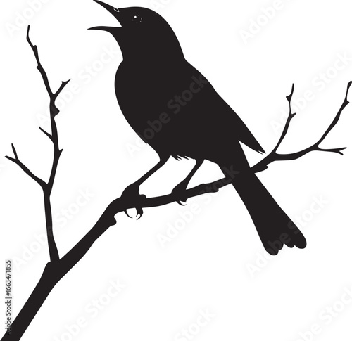 Robin Singing Beak open head slightly raised chest puffed out. full length silhouette black vector illustration