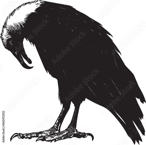 Vulture foraging head lowered with beak tearing into food, wings slightly raised in a full-length silhouette.