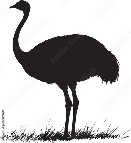 Ostrich at rest body low to the ground with legs folded and neck slightly curved in a full-length silhouette.