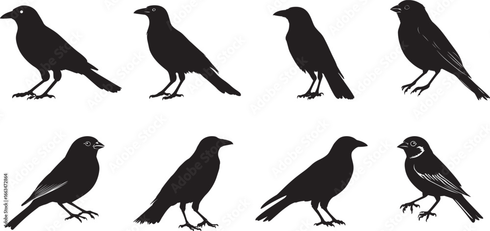Fototapeta premium Crow Striding Slow steps, head forward, body steady, tail trailing, black silhouette vector.