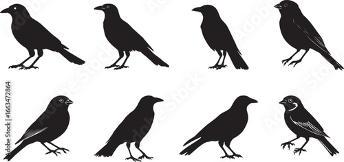 Crow Striding Slow steps, head forward, body steady, tail trailing, black silhouette vector.