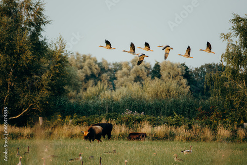 Eine Gruppe Graugänse (Anser anser) im Flug über eine Wiese, Rieselfelder, Münster, Deutschland