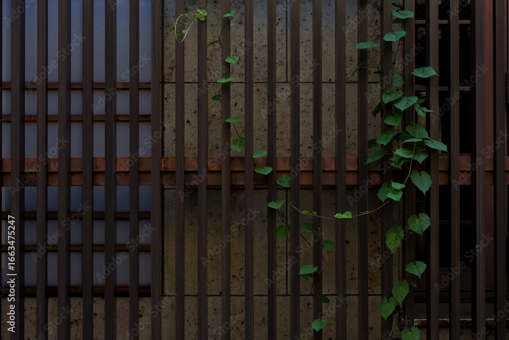 Obraz premium Wooden lattice with climbing vine (ツタの絡む木格子)