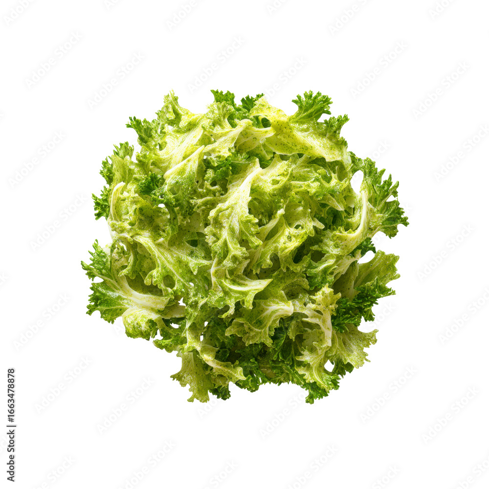 Obraz premium Fresh Green Oak Leaf Lettuce, Close-Up Overhead Shot