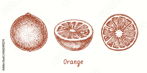 Orange set, collection, fruit, cut slice. Ink doodle drawing in woodcut style
