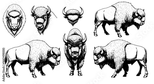 Powerful bison herd illustration showcasing wild nature's strength and raw beauty in detailed line art