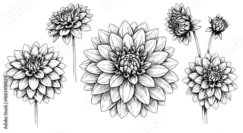 Stunning dahlia flower blossoms in elegant black and white for modern botanical designs and vintage floral art