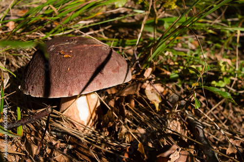 Canvas Print Mushroom lurid bolete, lat