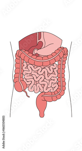 Understanding the human digestive system including the stomach liver and intestines anatomy function and health