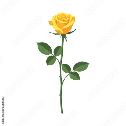 Yellow rose isolated on white background