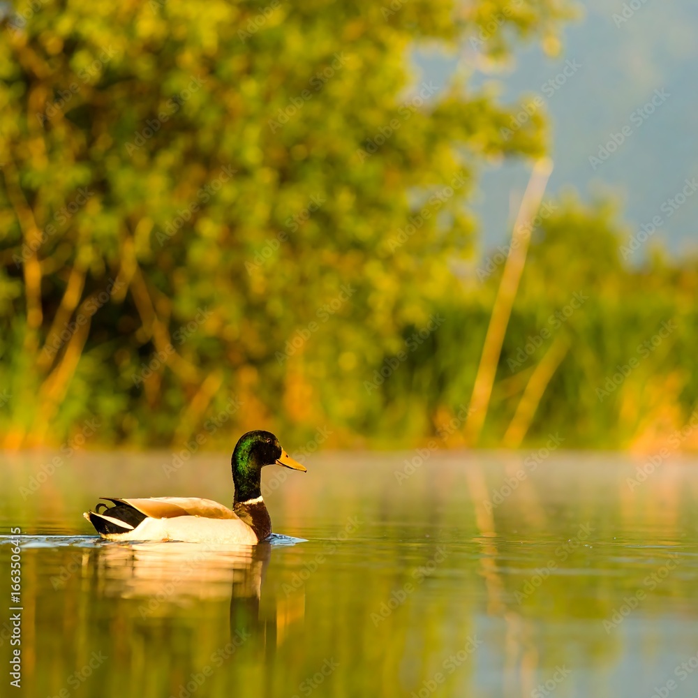 Obraz premium Duck on a calm lake at sunrise