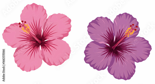 Stylized vector graphic collection of pink and purple exotic hibiscus flowers for floral design