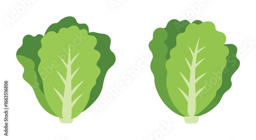 Two green lettuce leaves on a white background