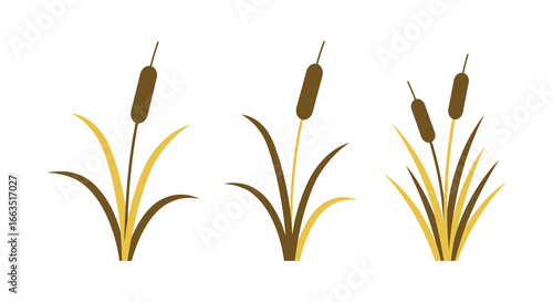 Three cattail plants with brown seed heads and green leaves