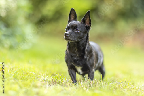 Fototapeta Naklejka Na Ścianę i Meble -  Small black Chihuahua dog outdoors in summer garden looking curious