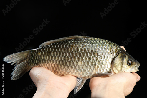 Fresh Carp Fish in Hands on Black Background - Freshwater Lake Fish Swimming Species