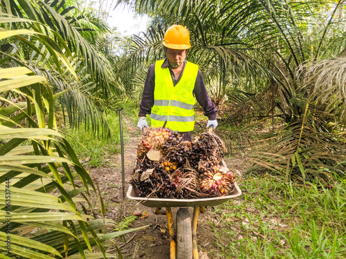 An Asian man carrying oil palm fruit using a wheelbarrow from an oil palm plantation